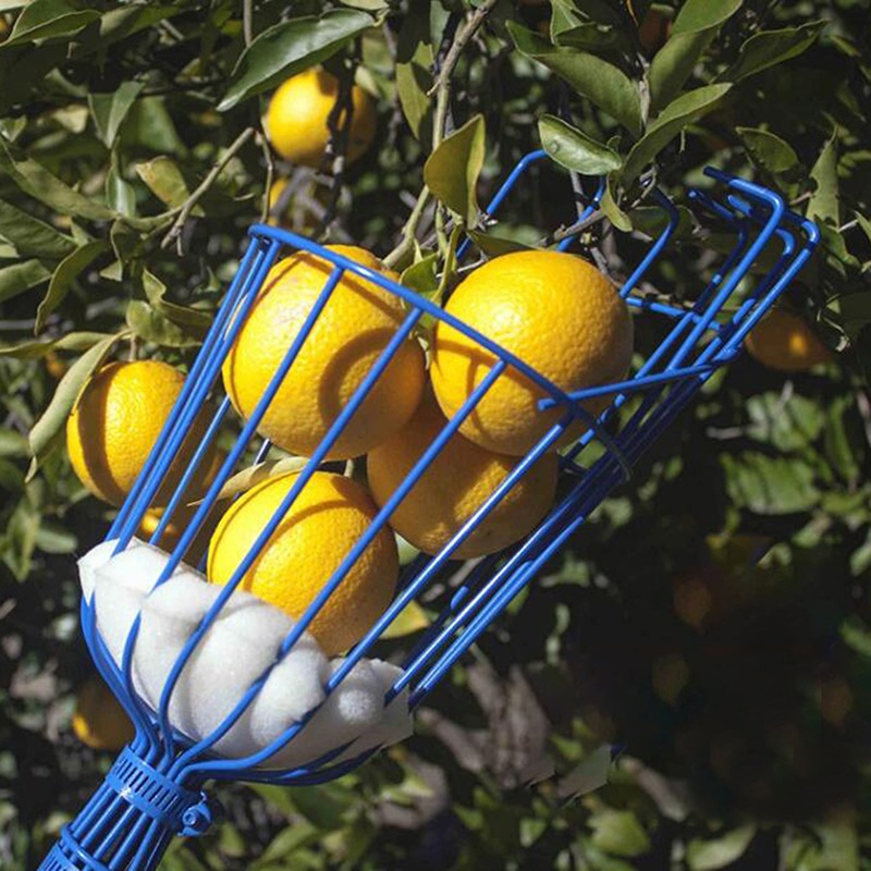 Derin Sepetli Meyve Toplama Ba - Gardening Tools Basket incelemesi ve fiyatı