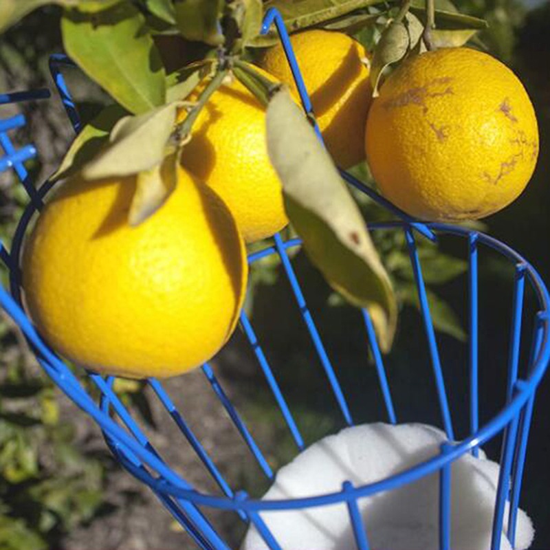 Derin Sepetli Meyve Toplama Ba - Gardening Tools Basket incelemesi ve fiyatı
