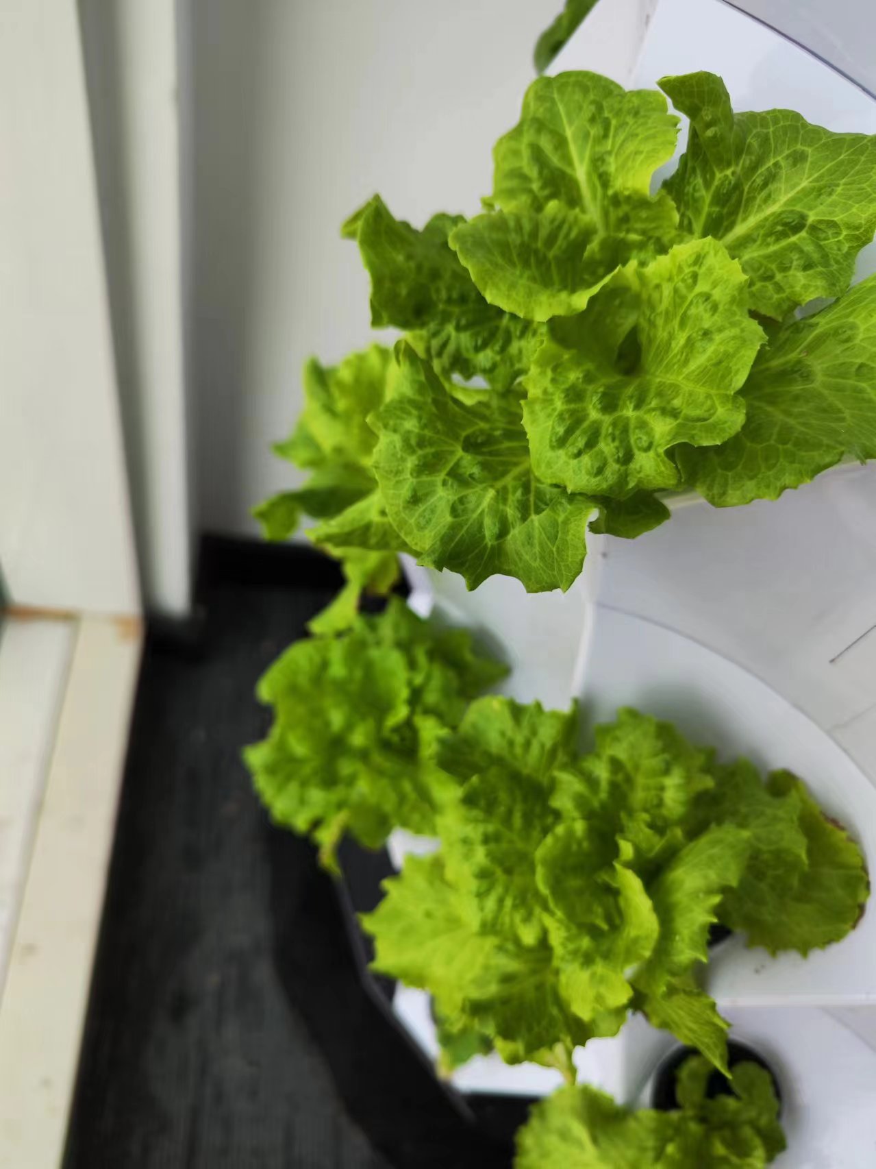 Çiftlik Otomatik Sulama Damla  - Hydroponic System incelemesi ve fiyatı